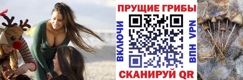 Купить где  Кемерово  Галлюциногенные грибы Cubensis 